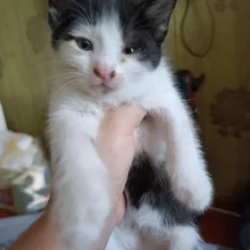 mesni pişik