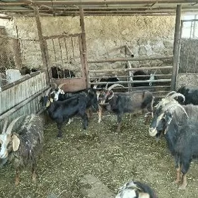 Gecı