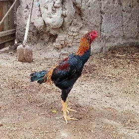 Horaz