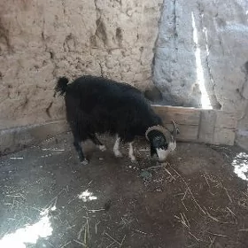 Geçi