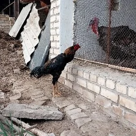 horaz
