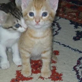 кошка