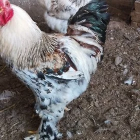 brama horaz