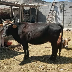Sygyr gysyr
