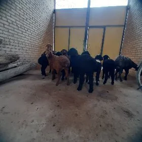 Guzylar