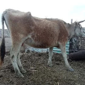 Göleli sygyr