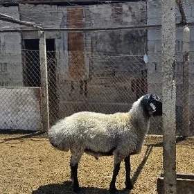 Goç