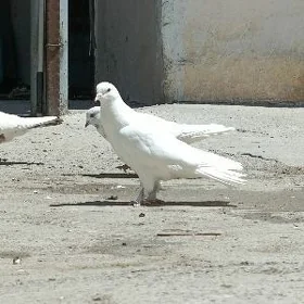kepderi