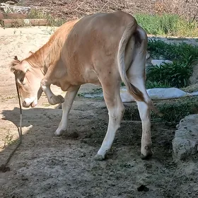 Tüwe