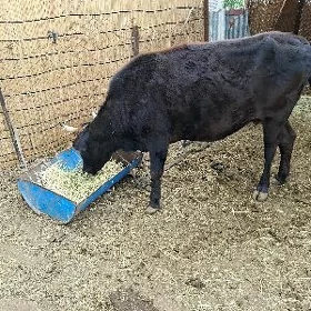 голели сыгыр