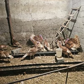 induk owgan paroda