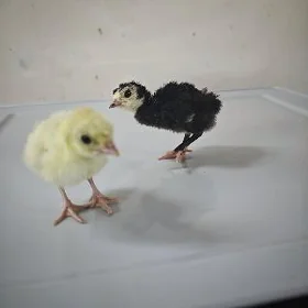 owgan induk juyje