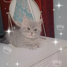 Чистокровная Британская кошечк
