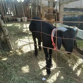 koçkar