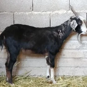 geci