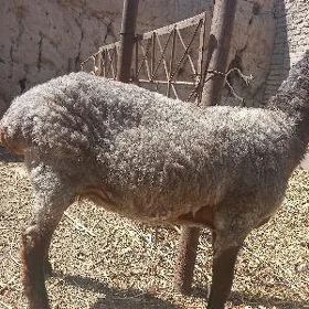 Baky ýaş goýun