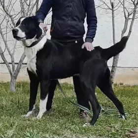 Alabaý🤍