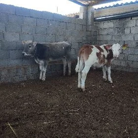 simental we şwes öküz
