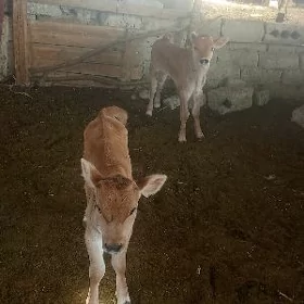 işgär gerek sagymcy