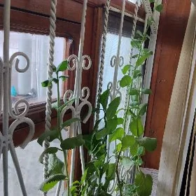 Цветы