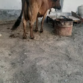 göleli sygyr
