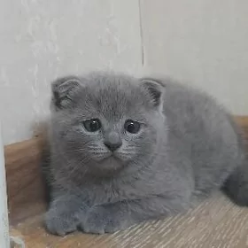 Шотландский вислоухий котенок