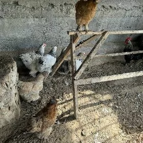 Brama Towuk Horaz