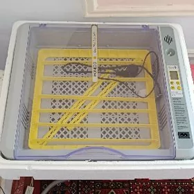 inkubator