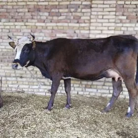 Goleli Sygyr