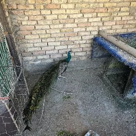 Tawus guṣ