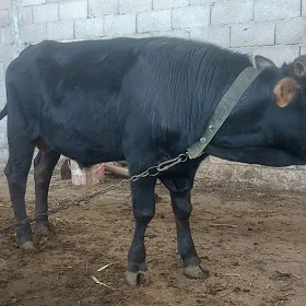 Öküz