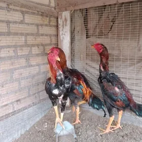 baysow horaz