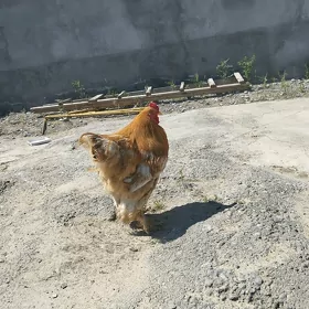 Brama Paliwi