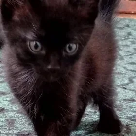 котята