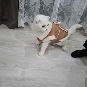 британская вислаушка