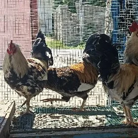 horazlar