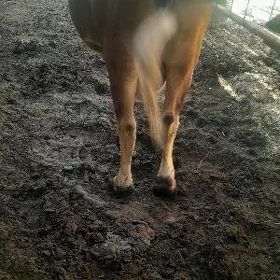 yetik