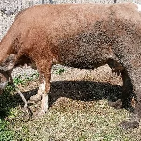 gysyr sygyr
