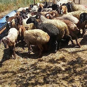 gisar, turkmen goyunlary