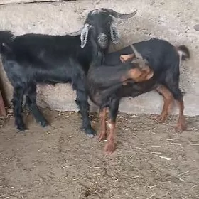 dog çewiş