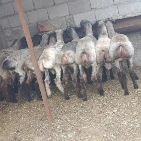 goýun işjek