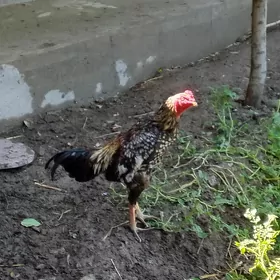 байсов хороз