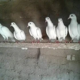 Kepderi