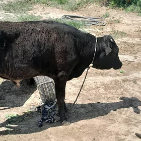 гара окиз