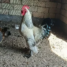 Brama Horoz