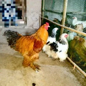 GIGANT BRAMA YUMURTGASY