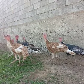 Owgan induklar