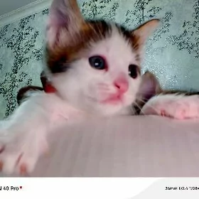 котёнок девочка