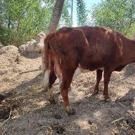 goleli sygyr