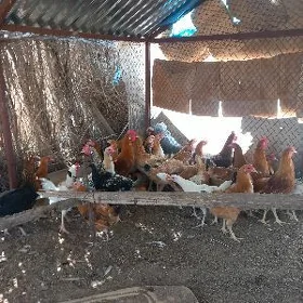 Horazlar